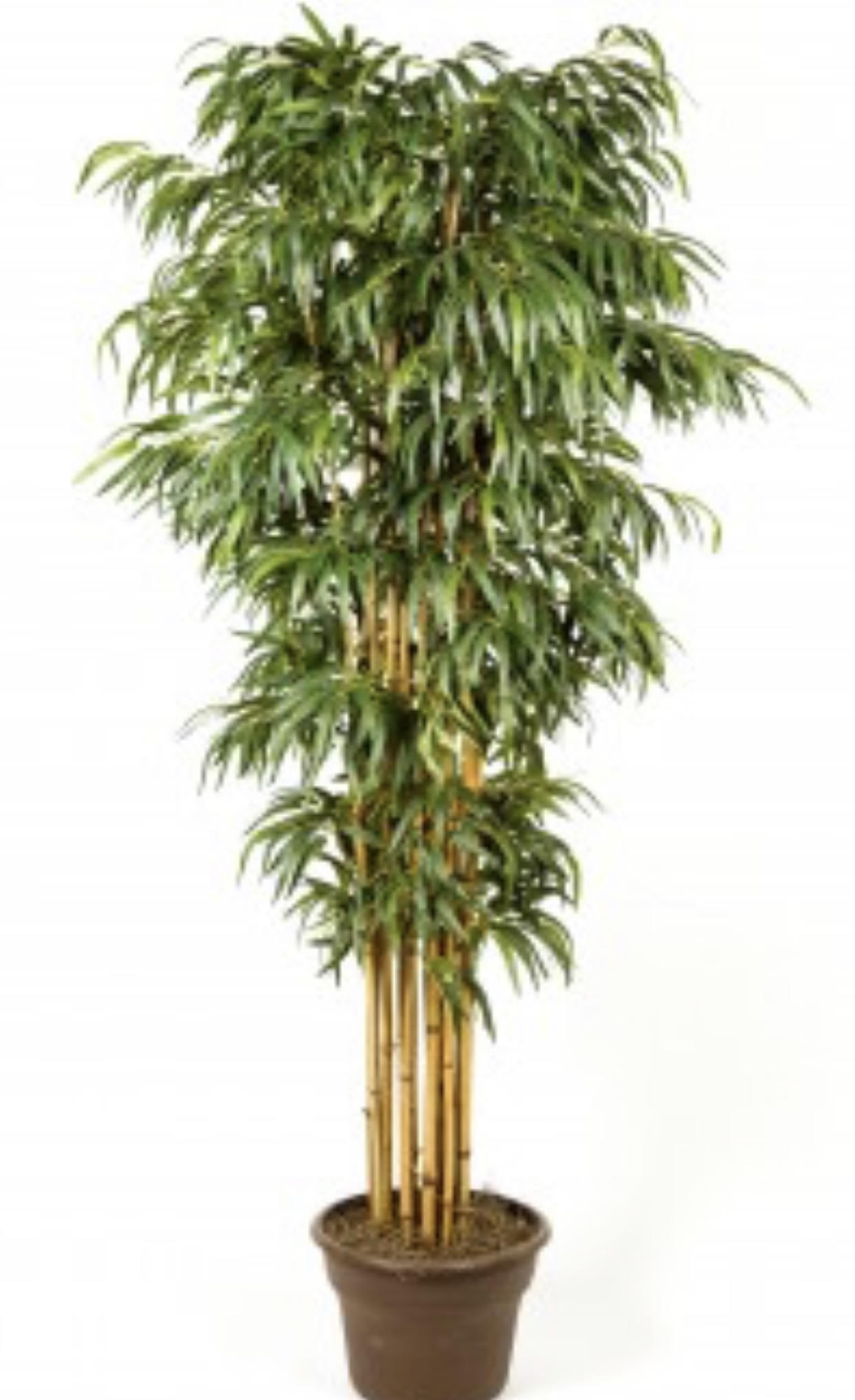 6' Big Bamboo Tree