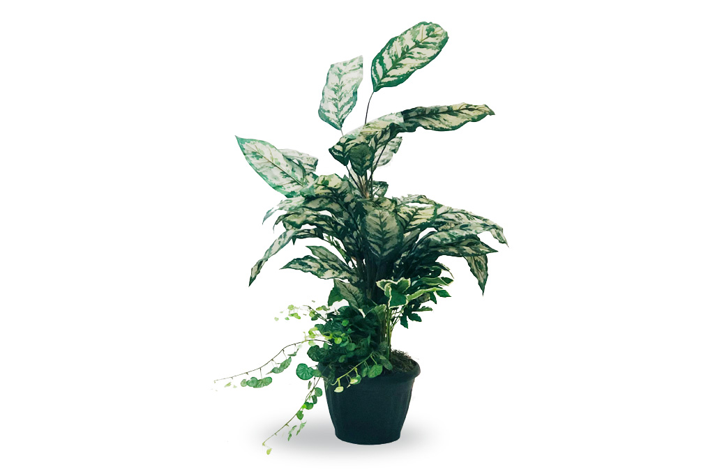 Dieffenbachia